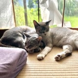 ユーザーアイコン