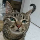 ユーザーアイコン